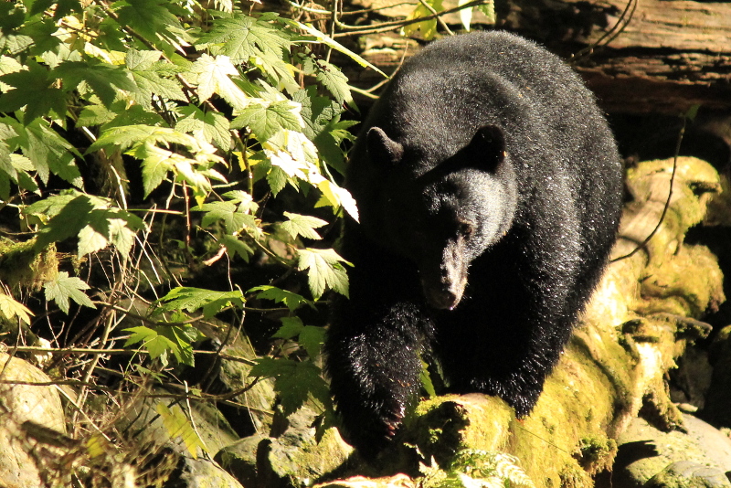 Bear, Vancouver Island, BC, Canada