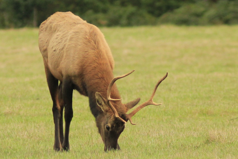 Elk at Jewell.