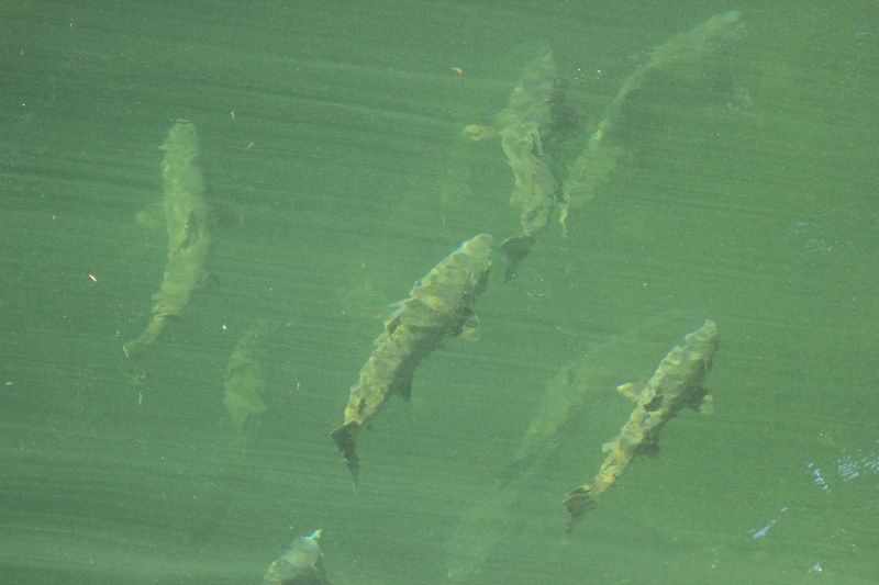 Salmon, Stamp River Provincial Park , BC, Canada