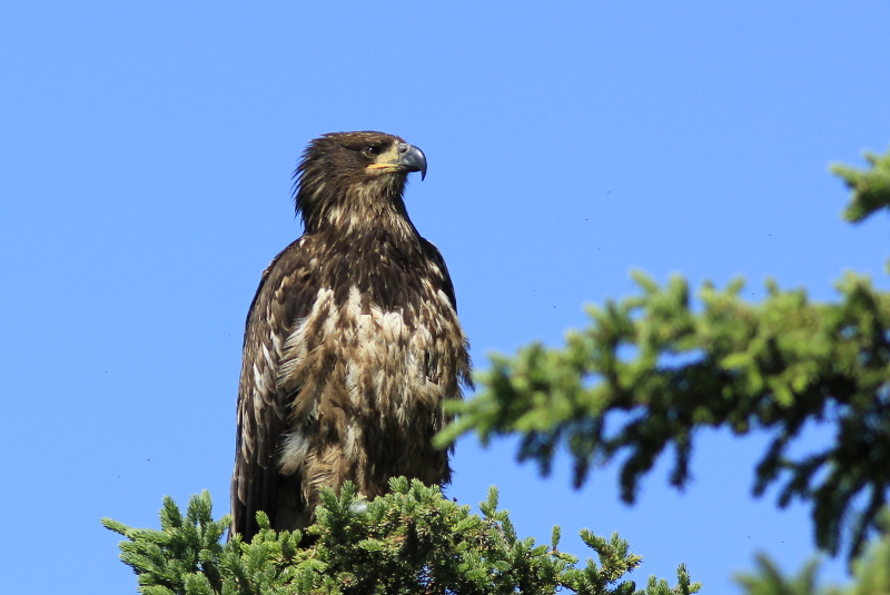 Golden Eagle, Pickhandle Lake, Yukon