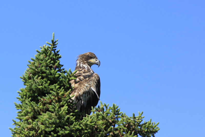 Golden Eagle, Pickhandle Lake, Yukon