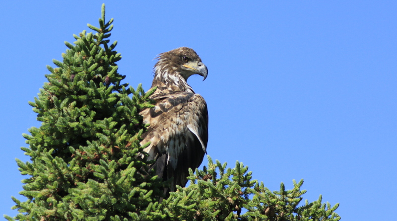 Golden Eagle, Pickhandle Lake, Yukon