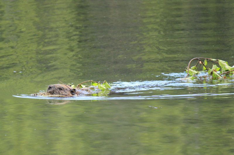 Denali National Park Beaver