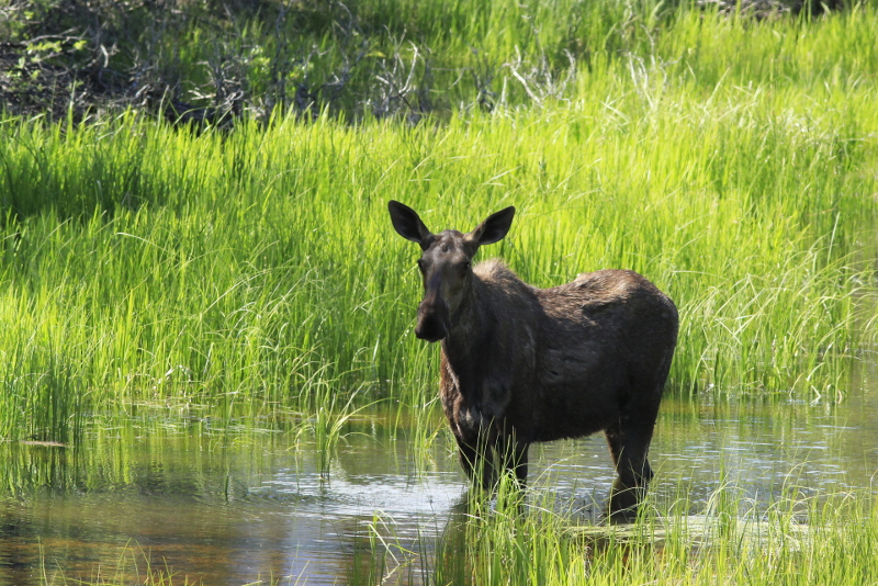 Moose, Alaska