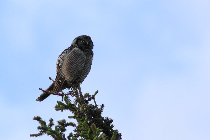 Denali National Park Northern Hawk Owl