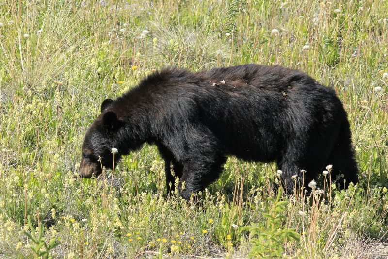 Black Bear, nr Haines Junction, Canada