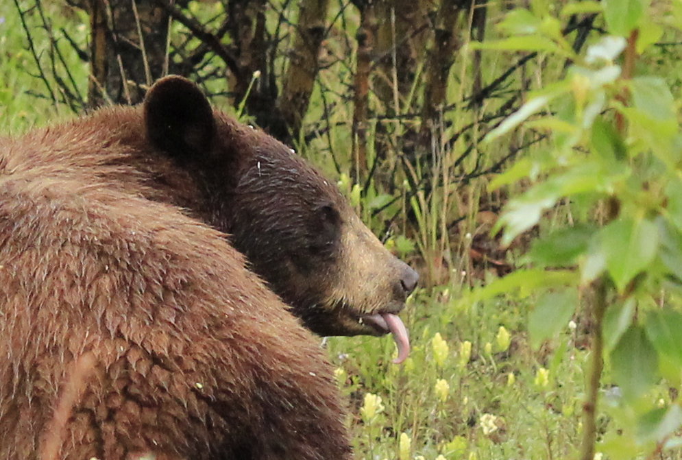 Brown bear, Alaska Highway