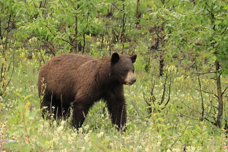 Brown bear, Alaska Highway