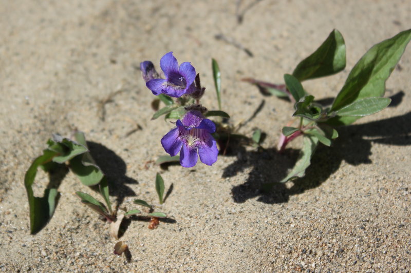 Carcross Desert wildflowers