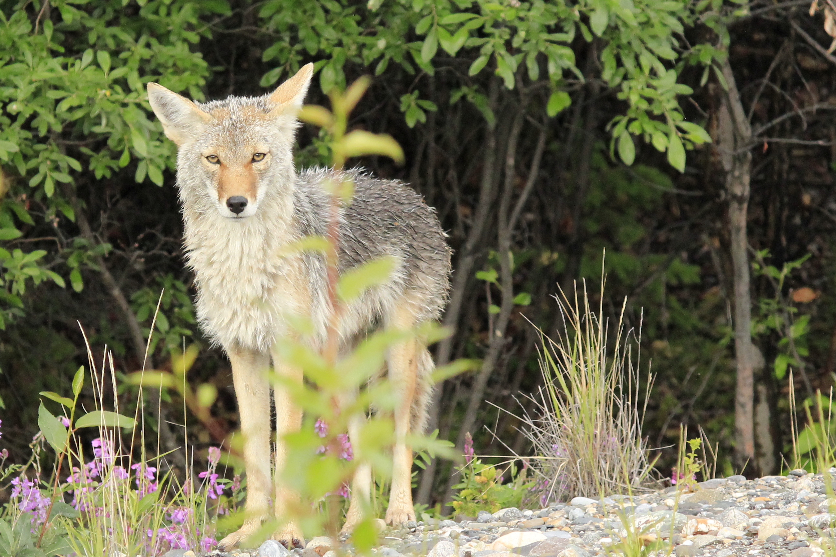 Coyote, Alaksa