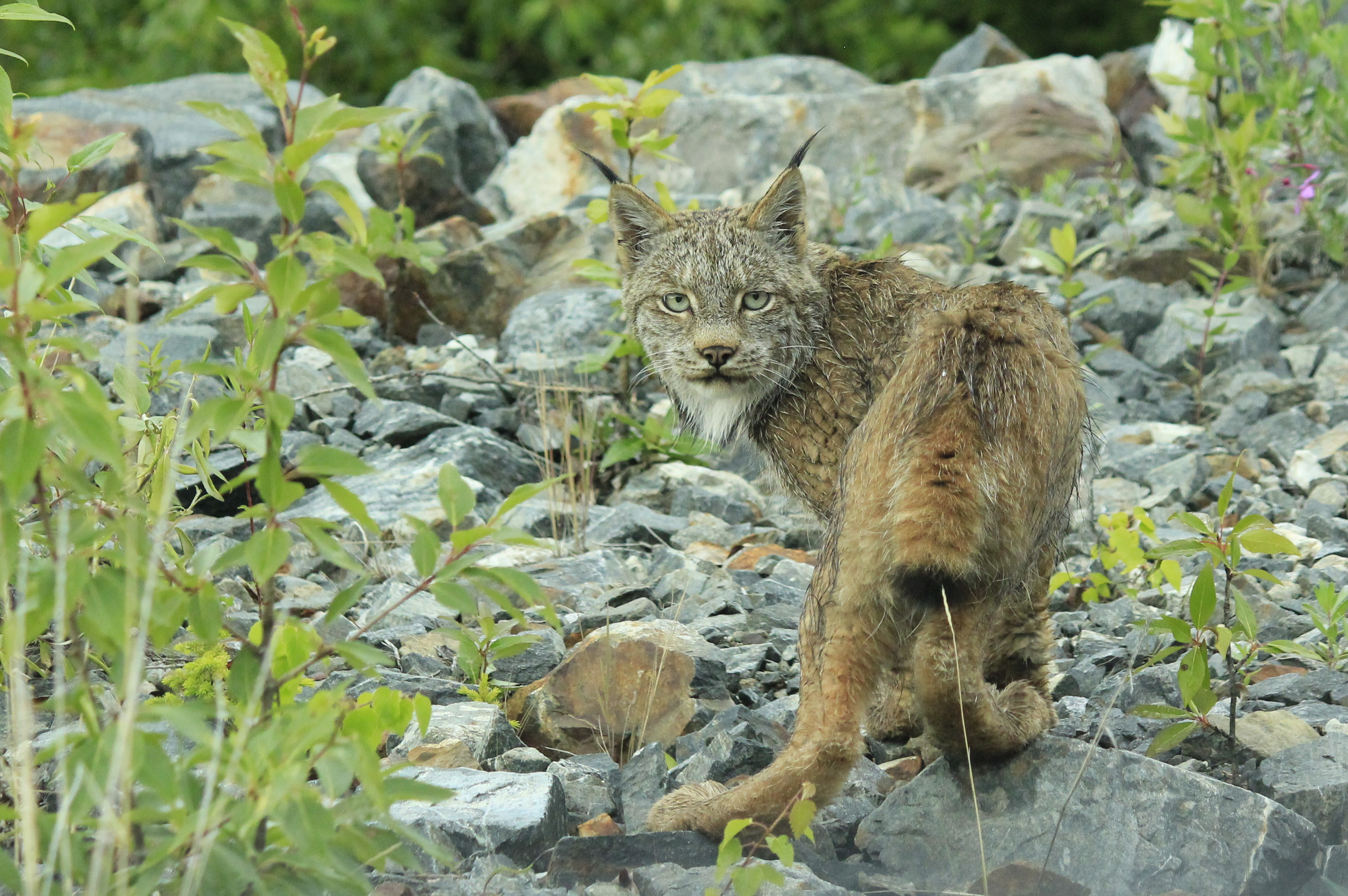 Lynx, Alaska