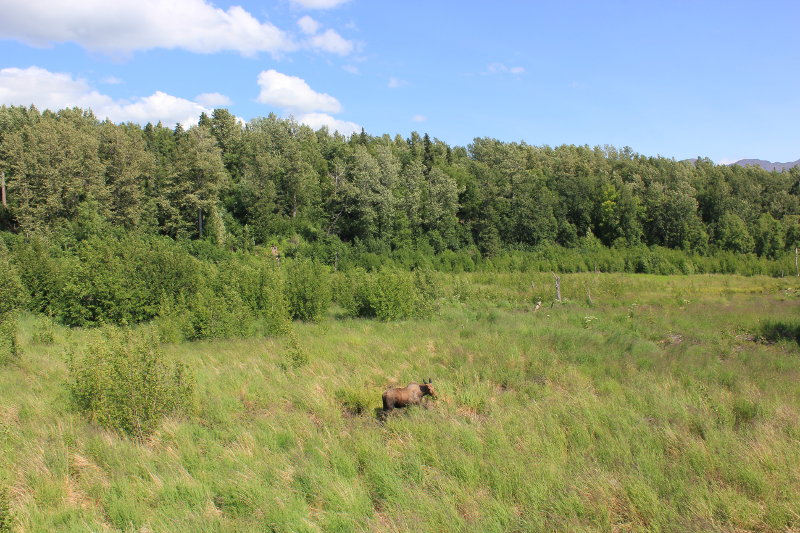 Moose at Potters Marsh, Anchorage