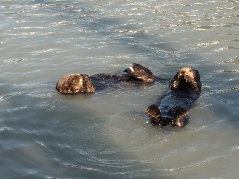 Sea Otters, Seward Harbour